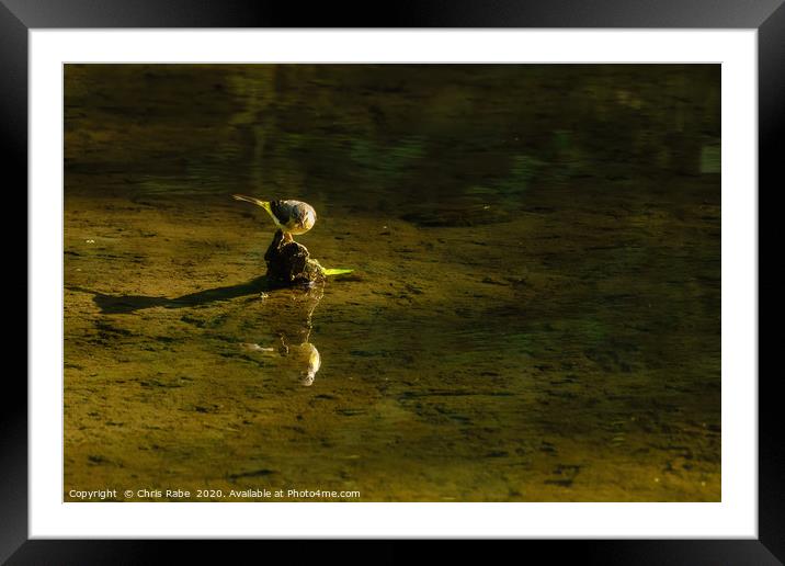Grey Wagtail  Framed Mounted Print by Chris Rabe