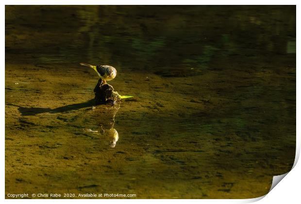 Grey Wagtail  Print by Chris Rabe