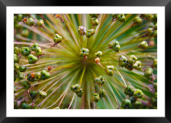 A Symphony of Seeds Framed Mounted Print by Simon Marlow