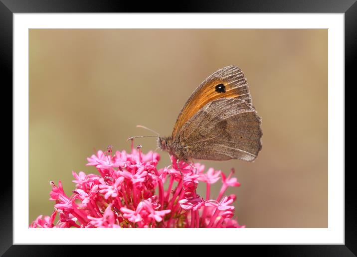 Beautiful nature, the Gatekeeper Butterfly Framed Mounted Print by Simon Marlow