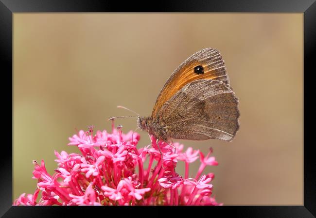 Beautiful nature, the Gatekeeper Butterfly Framed Print by Simon Marlow