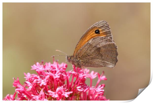 Beautiful nature, the Gatekeeper Butterfly Print by Simon Marlow