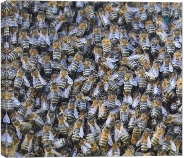 A large swarm of Honey Bees close up Canvas Print by Simon Marlow