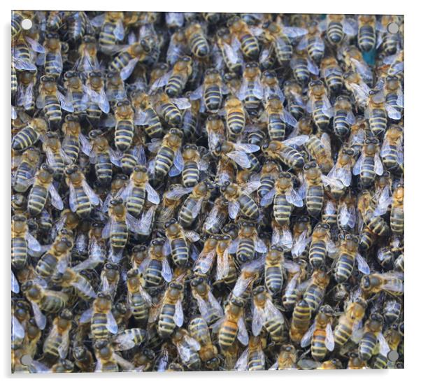 A large swarm of Honey Bees close up Acrylic by Simon Marlow