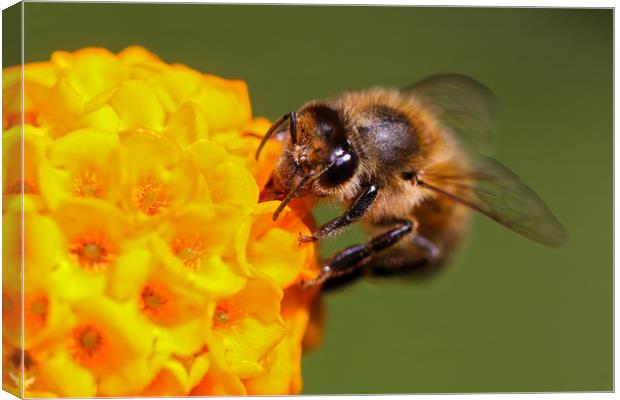 Bee on a vibrant yellow flower Canvas Print by Simon Marlow