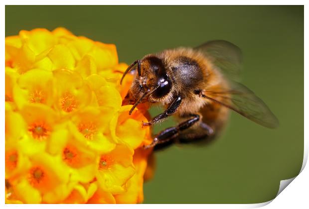 Bee on a vibrant yellow flower Print by Simon Marlow