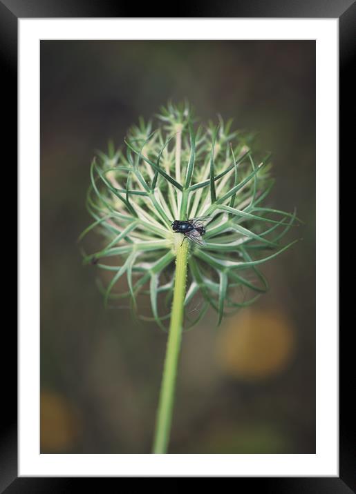 fly on stem of a green Queen Anne's Lace flower Framed Mounted Print by federico stevanin
