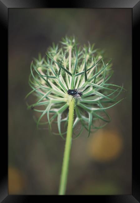 fly on stem of a green Queen Anne's Lace flower Framed Print by federico stevanin