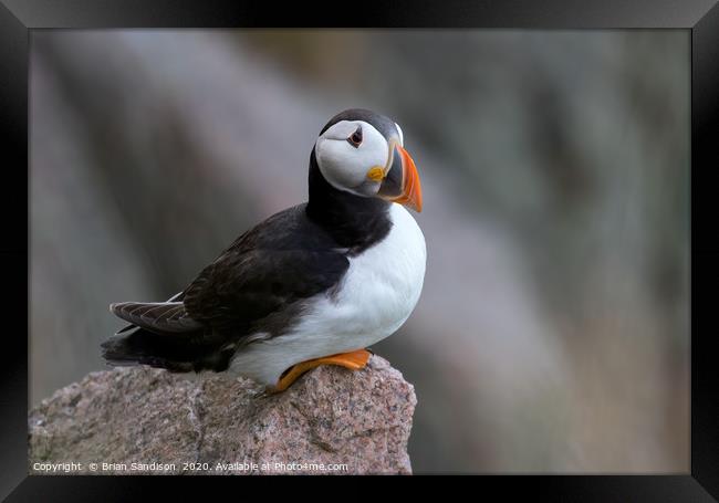 Puffin on a Cliff ledge Framed Print by Brian Sandison