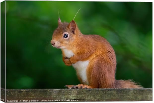 Red Squirrel Canvas Print by Brian Sandison