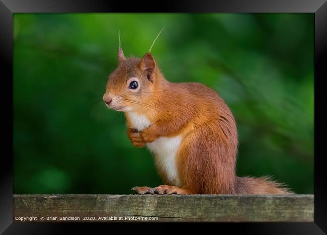 Red Squirrel Framed Print by Brian Sandison