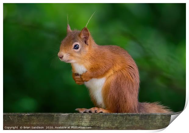 Red Squirrel Print by Brian Sandison