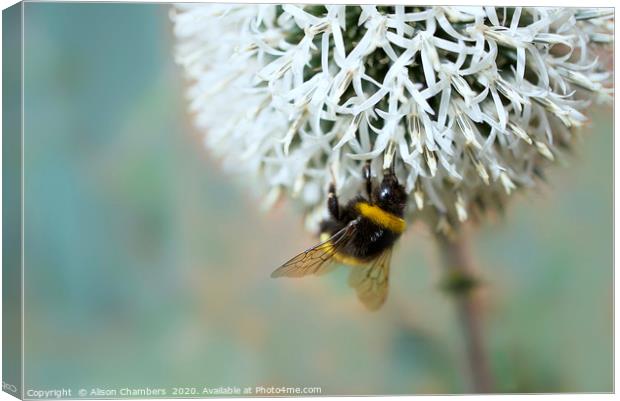 Bumble Bee on Flower Canvas Print by Alison Chambers