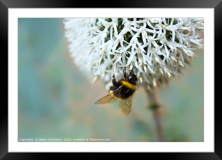 Bumble Bee on Flower Framed Mounted Print by Alison Chambers