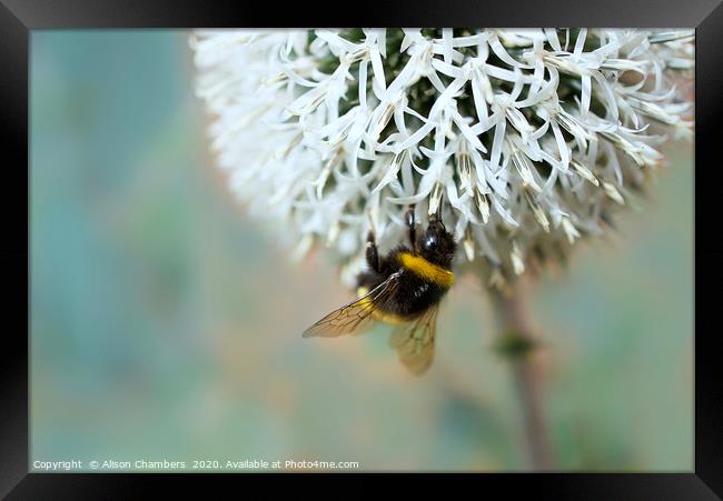 Bumble Bee on Flower Framed Print by Alison Chambers