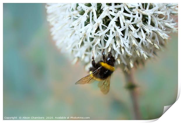 Bumble Bee on Flower Print by Alison Chambers