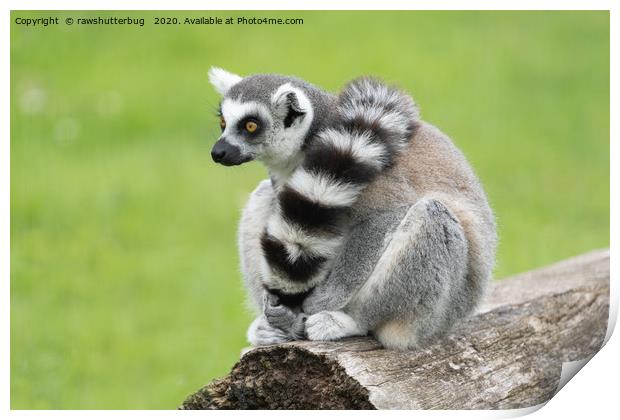 Lemur Print by rawshutterbug 