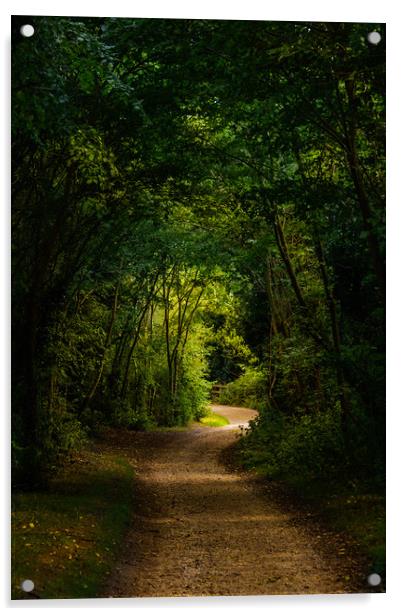 Woodland Path Acrylic by Svetlana Sewell