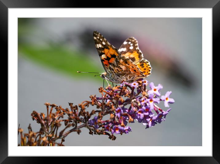The Vibrant Beauty of the Painted Lady Butterfly Framed Mounted Print by Simon Marlow
