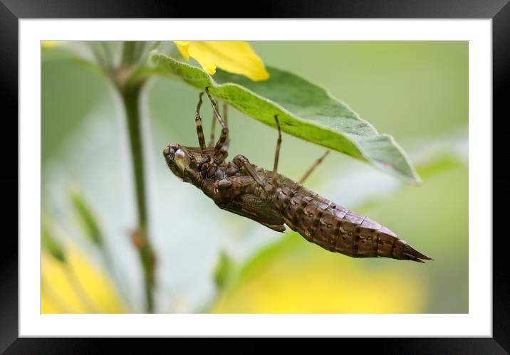 The larvae of a Southern Hawker Dragonfly Framed Mounted Print by Simon Marlow