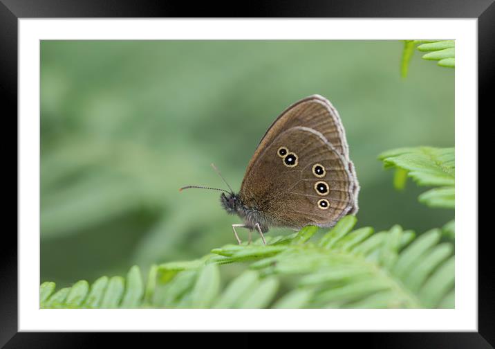 Graceful Meadow Brown Butterfly Framed Mounted Print by Simon Marlow