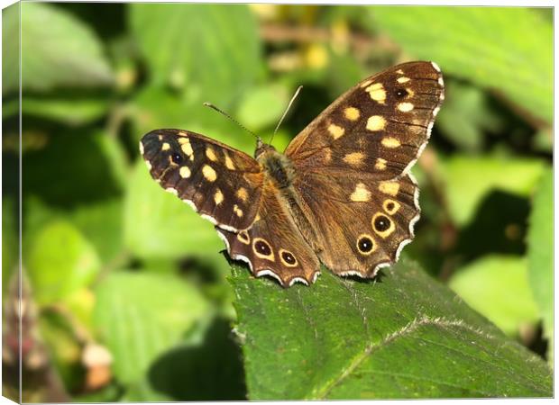 Speckled Wood Butterfly Canvas Print by Simon Marlow