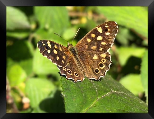 Speckled Wood Butterfly Framed Print by Simon Marlow