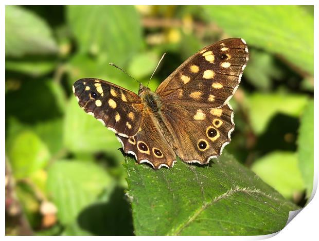 Speckled Wood Butterfly Print by Simon Marlow