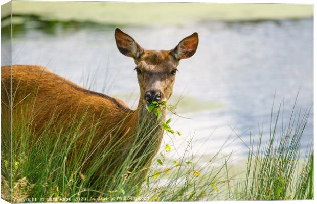 Red deer doe eating Canvas Print by Chris Rabe
