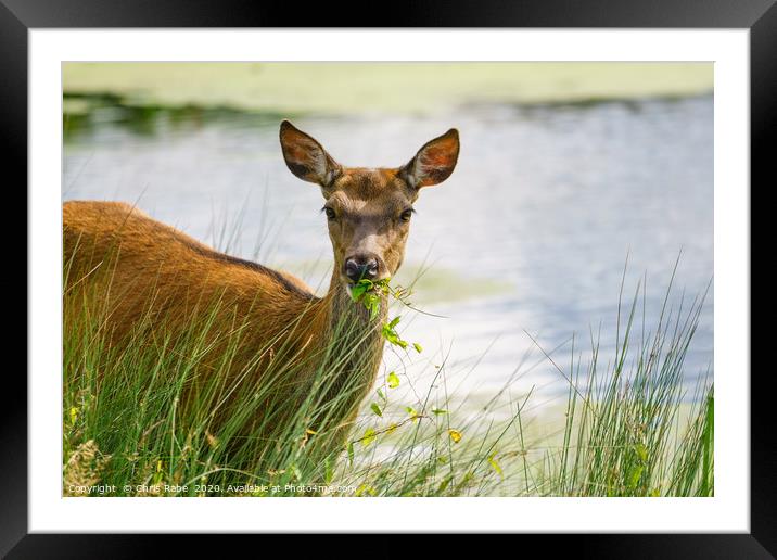 Red deer doe eating Framed Mounted Print by Chris Rabe