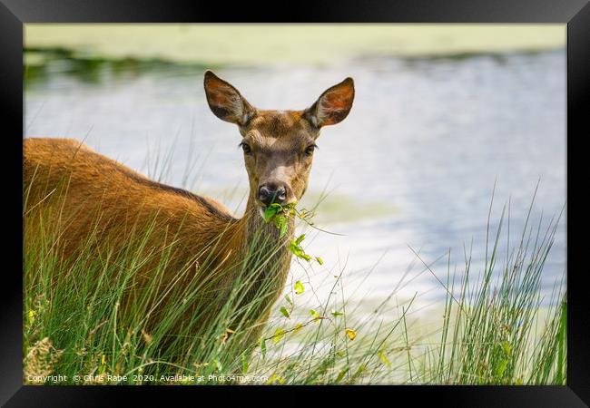 Red deer doe eating Framed Print by Chris Rabe