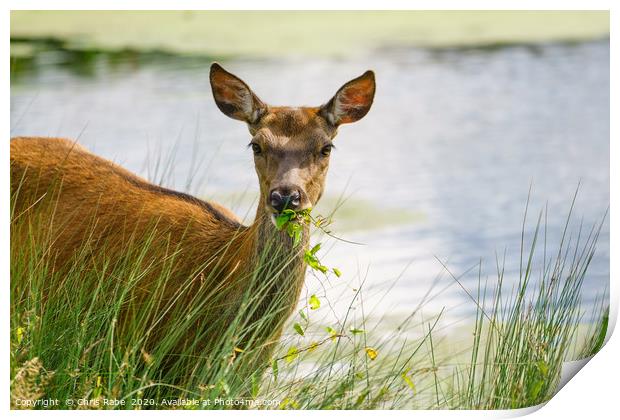 Red deer doe eating Print by Chris Rabe