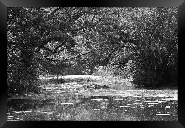 Wanstead Park bw Framed Print by David French