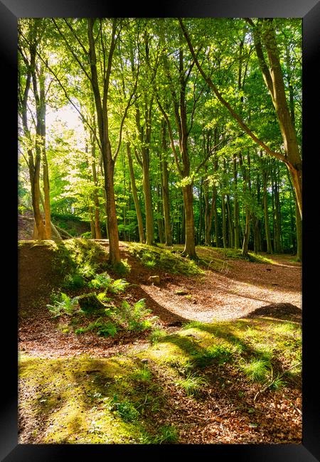 Illuminated Woodland Path Framed Print by Stuart Jack
