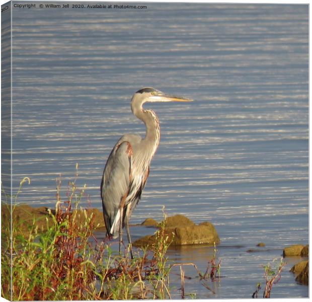 Great Blue Heron searching for breakfast Canvas Print by William Jell