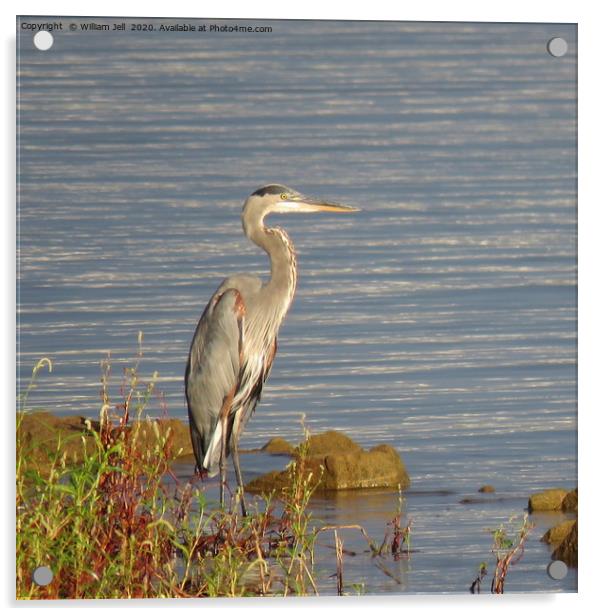 Great Blue Heron searching for breakfast Acrylic by William Jell