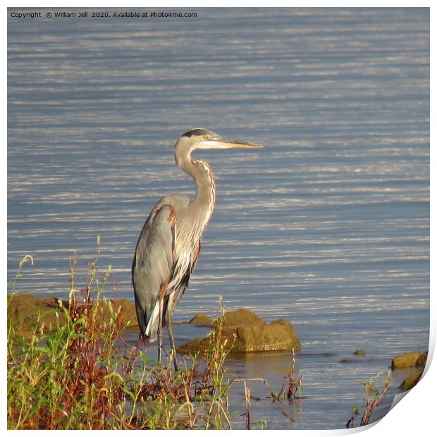 Great Blue Heron searching for breakfast Print by William Jell