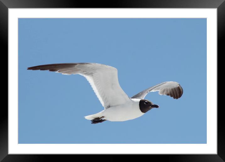 Florida Laughing Gull in Flight Framed Mounted Print by Lawrence Ott