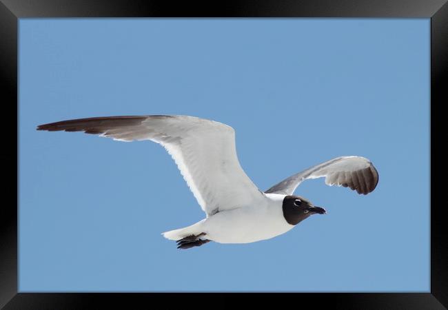 Florida Laughing Gull in Flight Framed Print by Lawrence Ott