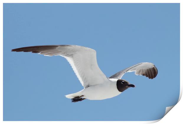 Florida Laughing Gull in Flight Print by Lawrence Ott