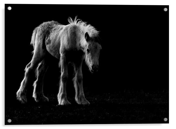 The Sad Foal Acrylic by Kelly Bailey
