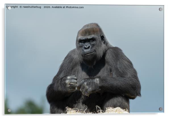 Gorilla Mother Ozala Acrylic by rawshutterbug 