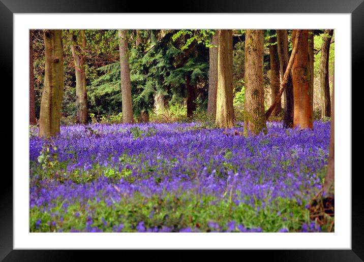 Bluebells Bluebell Woods Basildon Park Berkshire Framed Mounted Print by Andy Evans Photos