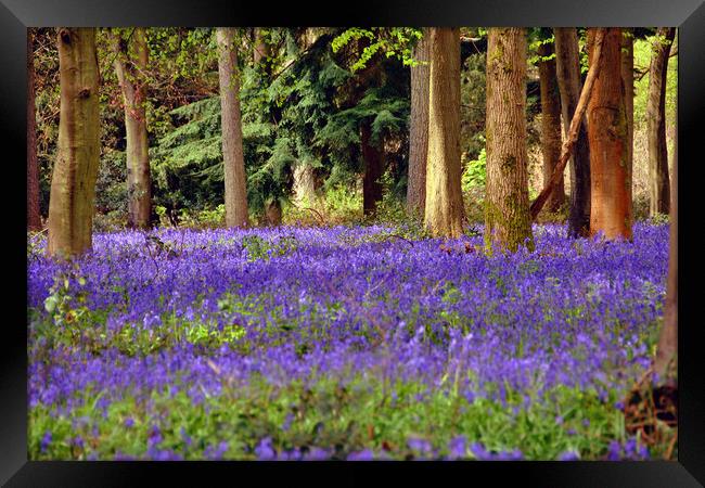 Bluebells Bluebell Woods Basildon Park Berkshire Framed Print by Andy Evans Photos