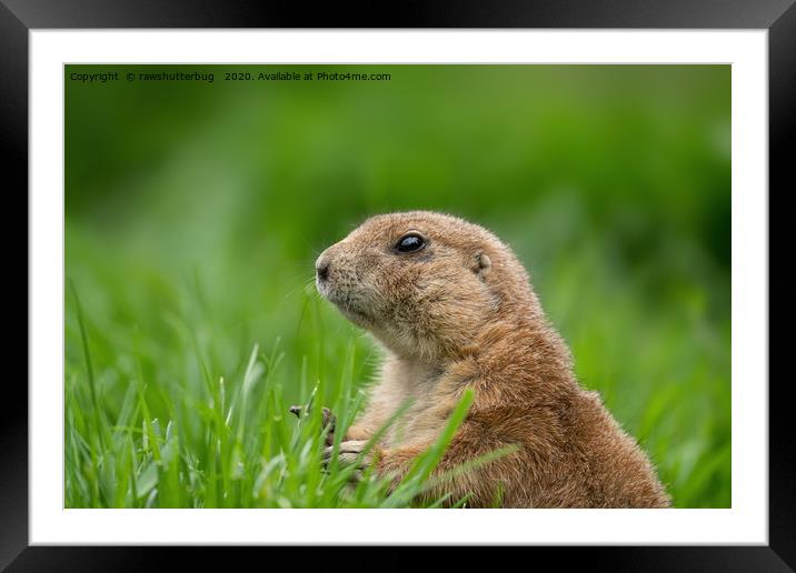 Black-tailed prairie dog in the grass Framed Mounted Print by rawshutterbug 