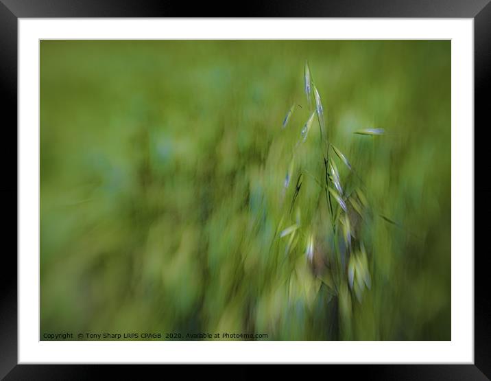 OATS AMONG THE BARLEY Framed Mounted Print by Tony Sharp LRPS CPAGB