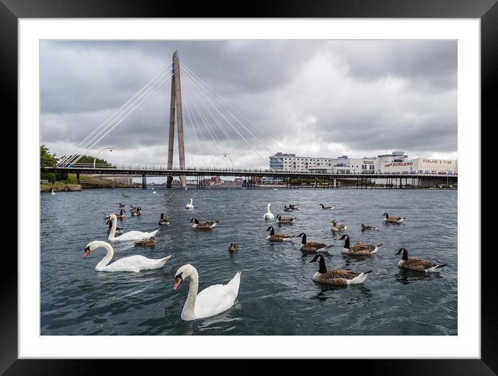 Swans and geese on Southport Marina Framed Mounted Print by Jason Wells