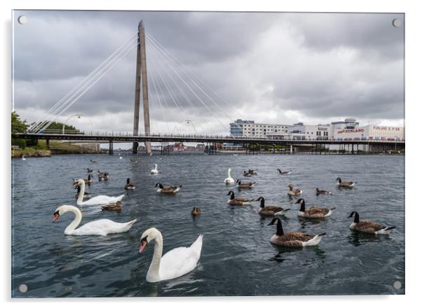 Swans and geese on Southport Marina Acrylic by Jason Wells