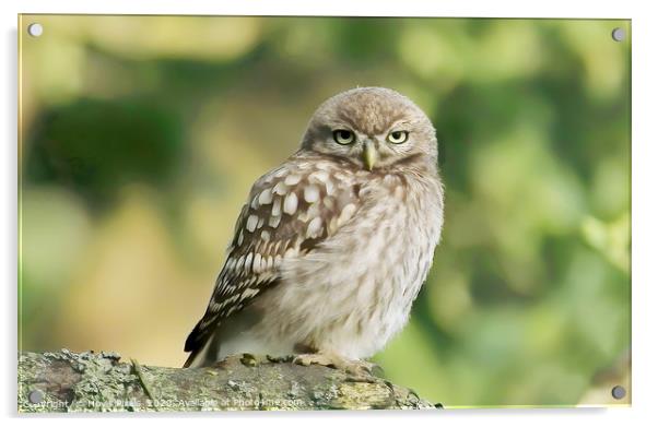 Little Owl Acrylic by Dave Burden