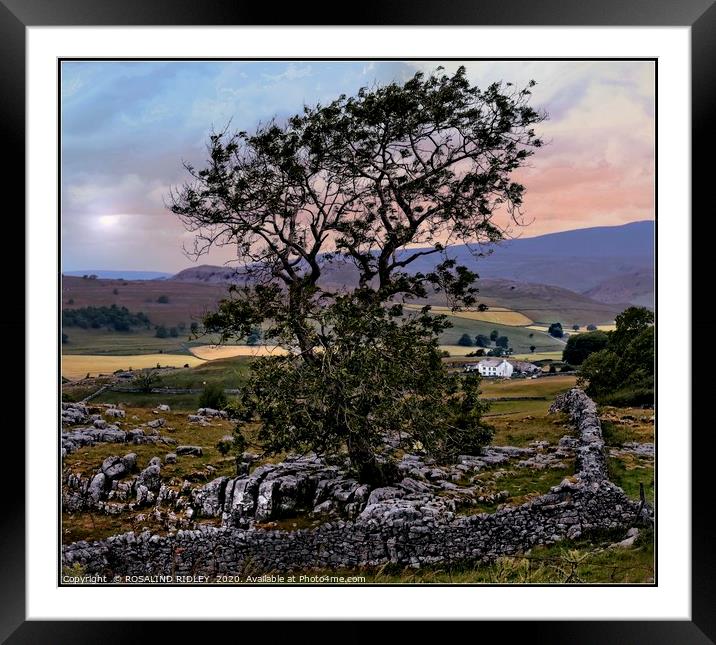 "The Tree" Framed Mounted Print by ROS RIDLEY